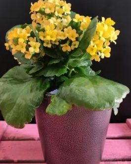 Kalanchoe amarillo