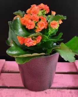 Kalanchoe naranja