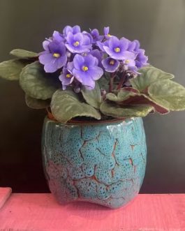 Violeta lila